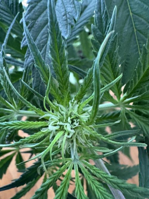 Cinderella „DisneyGrow“. Week 6