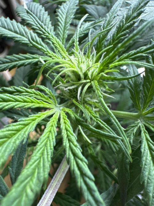 Cinderella „DisneyGrow“. Week 6