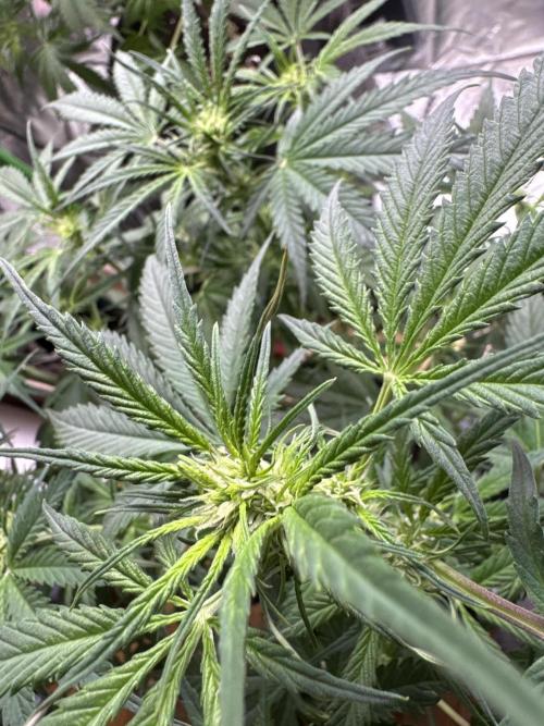 Cinderella „DisneyGrow“. Week 6