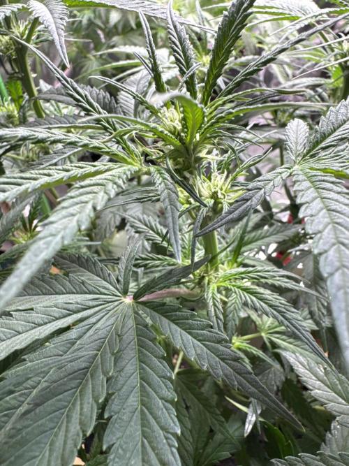 Cinderella „DisneyGrow“. Week 6