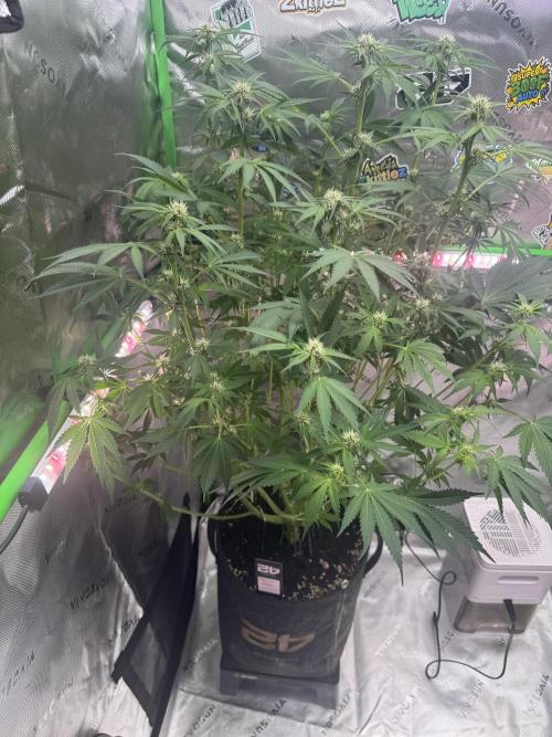 Tropicana Cookies. Week 7