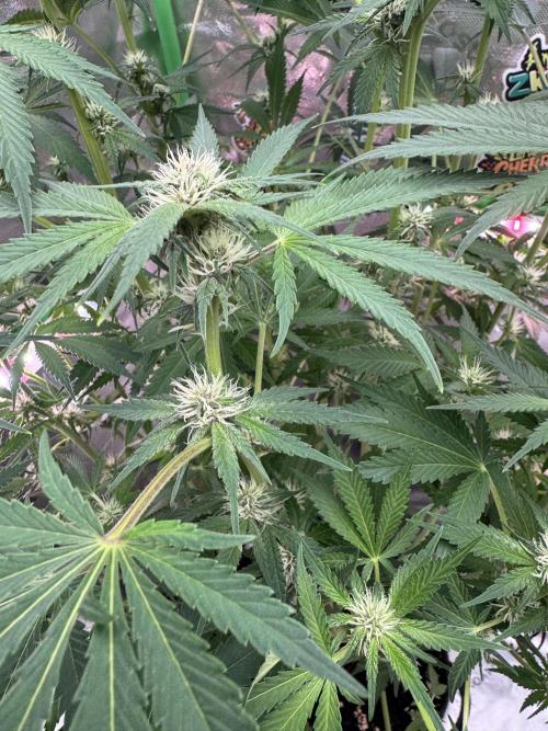 Tropicana Cookies. Week 7