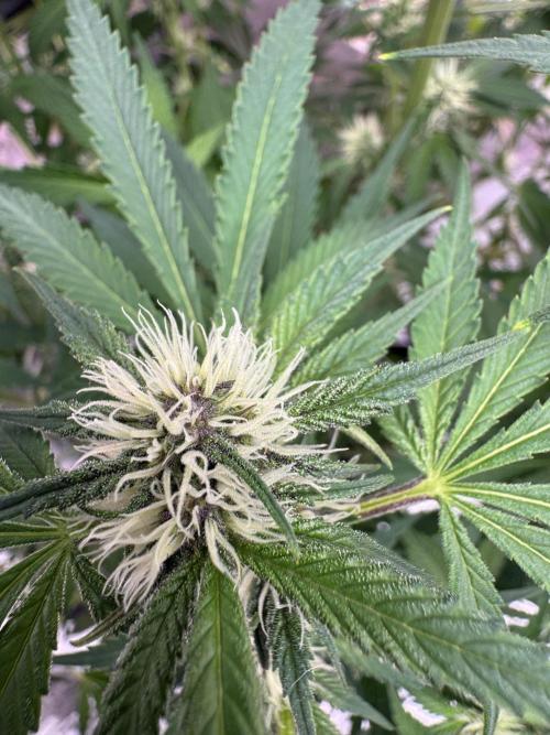 Tropicana Cookies. Week 7