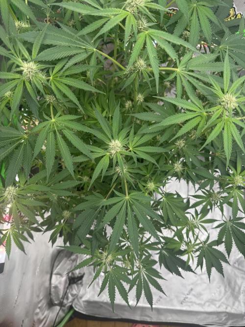 Tropicana Cookies. Week 7