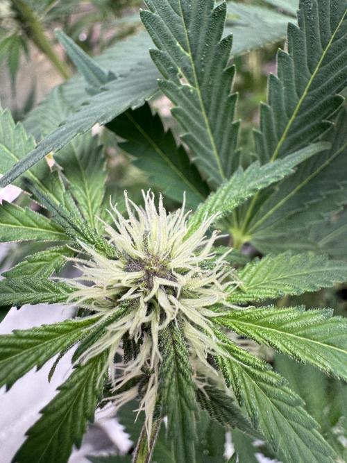 Tropicana Cookies. Week 7