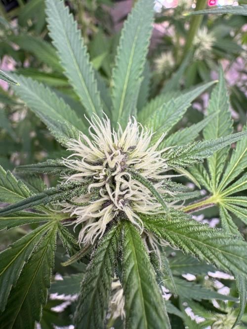 Tropicana Cookies. Week 7