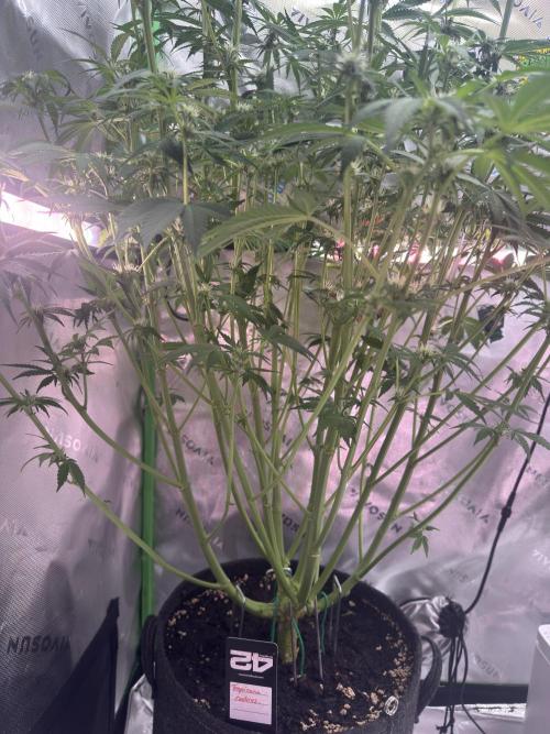 Tropicana Cookies. Week 7