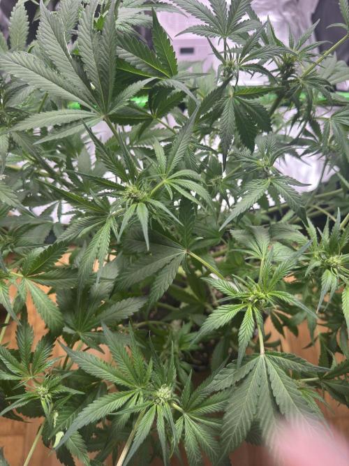 StrawberryGorilla. Week 7