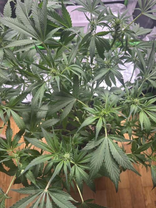 StrawberryGorilla. Week 7