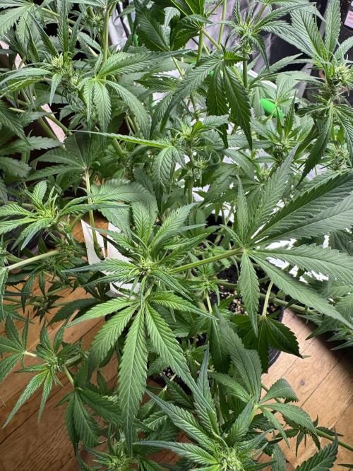 StrawberryGorilla. Week 7