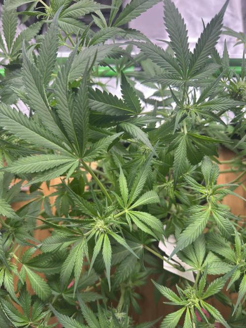 StrawberryGorilla. Week 7
