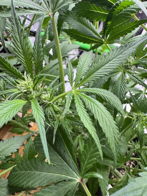 StrawberryGorilla. Week 7