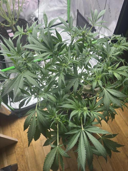StrawberryGorilla. Week 7