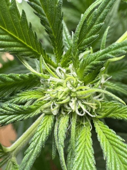 StrawberryGorilla. Week 7