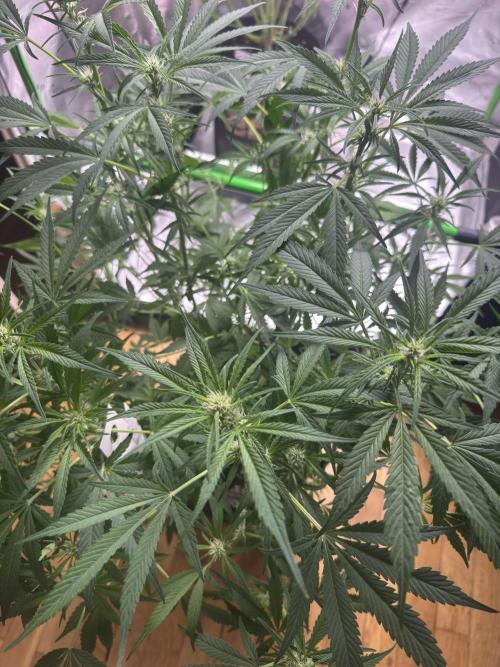 Lemon Cherry Cookies. Week 7