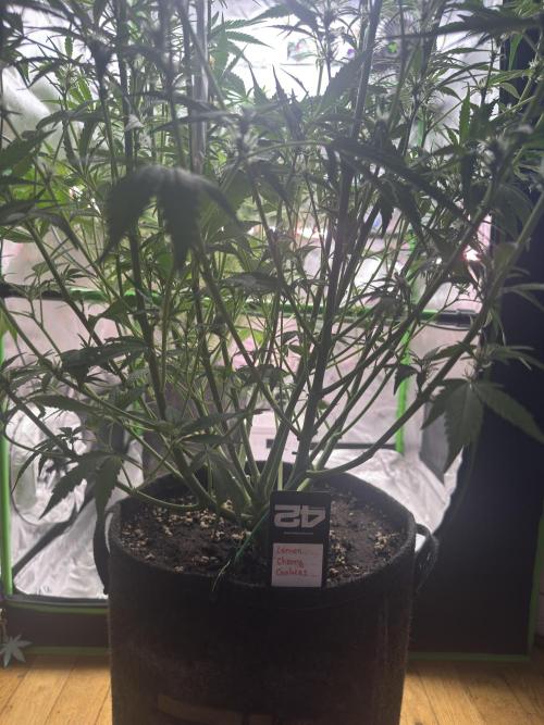 Lemon Cherry Cookies. Week 7