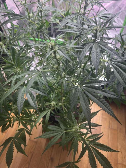 Lemon Cherry Cookies. Week 7