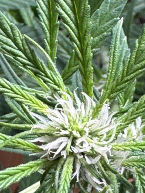 Lemon Cherry Cookies. Week 7