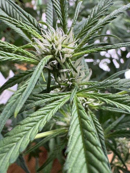 Lemon Cherry Cookies. Week 7