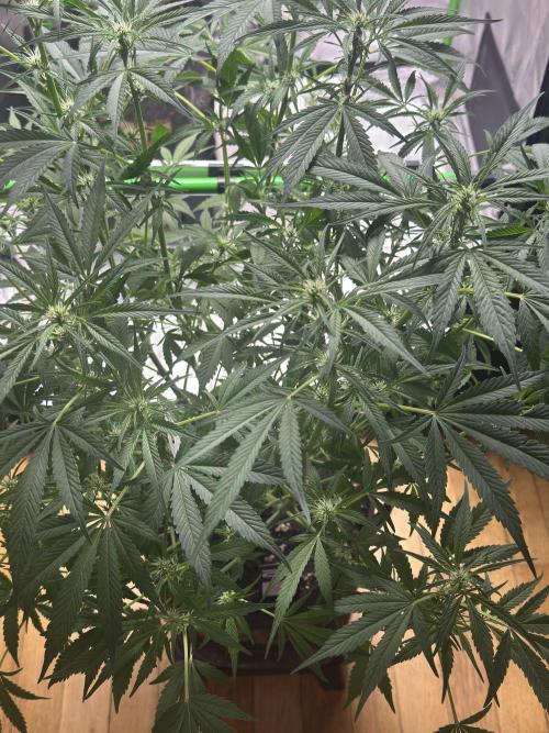 Lemon Cherry Cookies. Week 7