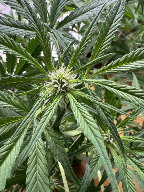Lemon Cherry Cookies. Week 7