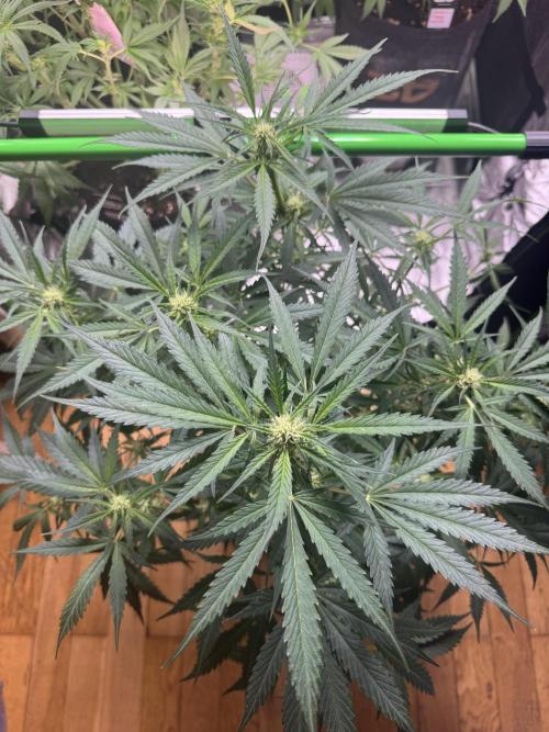 Cinderella „DisneyGrow“. Week 7