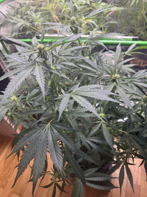 Cinderella „DisneyGrow“. Week 7
