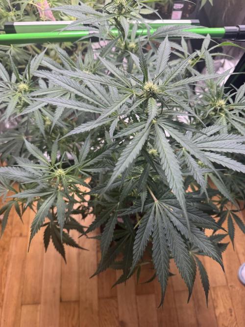 Cinderella „DisneyGrow“. Week 7