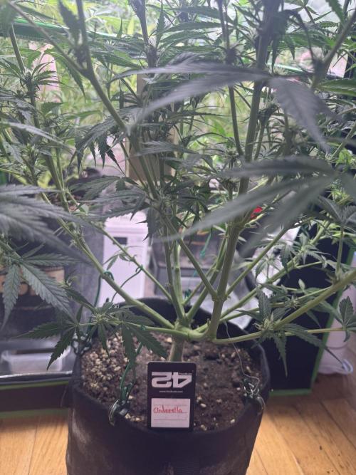 Cinderella „DisneyGrow“. Week 7