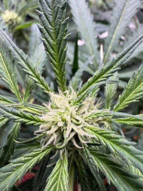 Cinderella „DisneyGrow“. Week 7