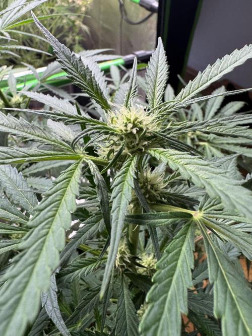 Cinderella „DisneyGrow“. Week 7