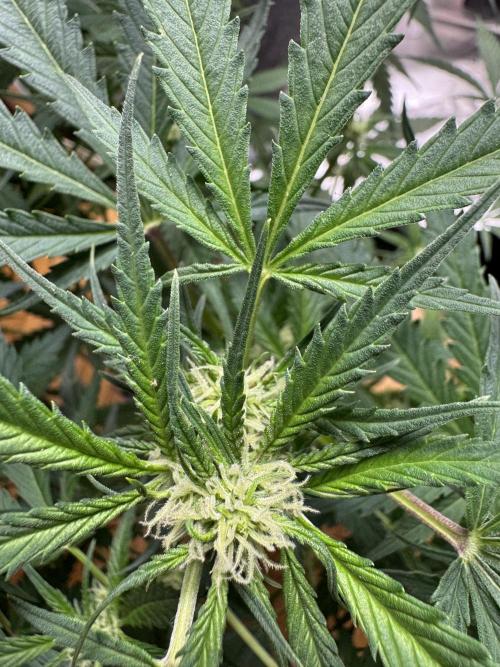 Cinderella „DisneyGrow“. Week 7