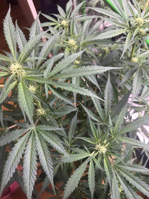 Cinderella „DisneyGrow“. Week 7