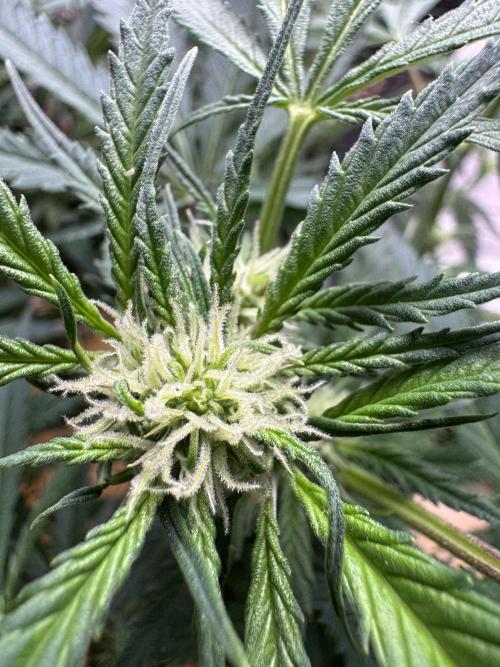 Cinderella „DisneyGrow“. Week 7