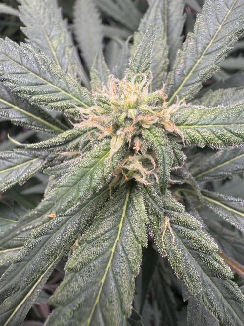 Cinderella „DisneyGrow“. Week 8