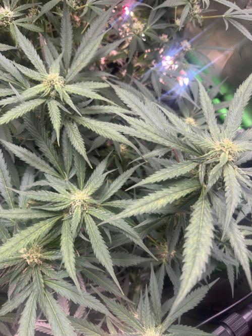 Cinderella „DisneyGrow“. Week 8
