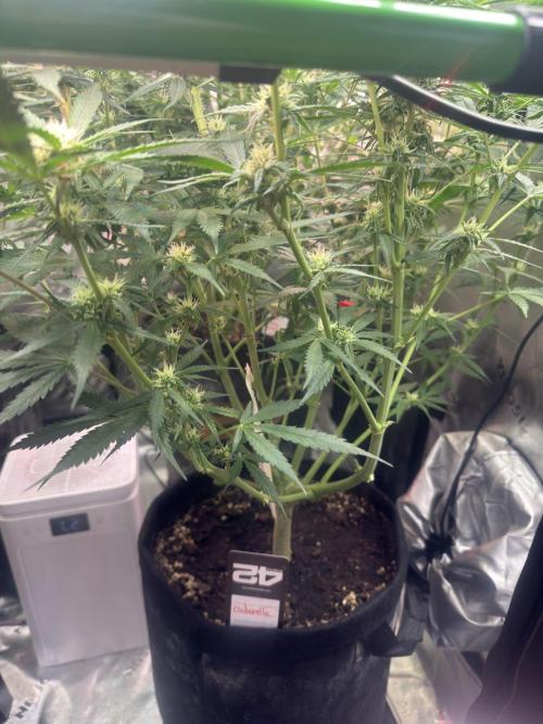 Cinderella „DisneyGrow“. Week 8