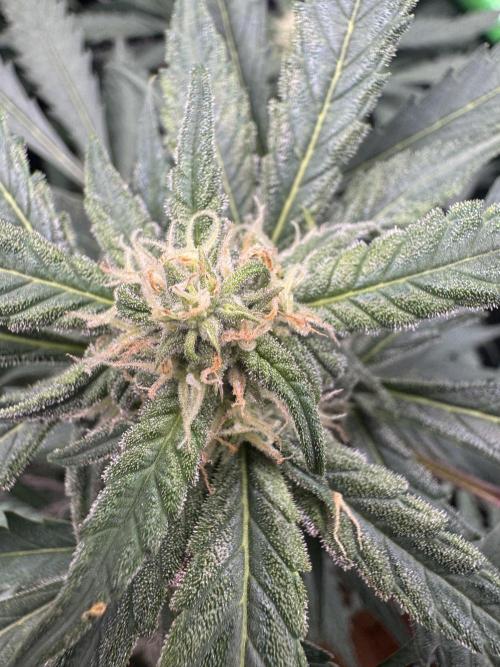 Cinderella „DisneyGrow“. Week 8