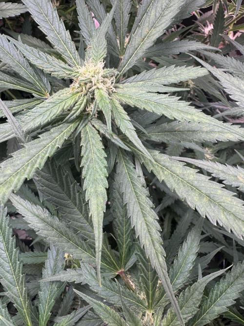 Cinderella „DisneyGrow“. Week 8