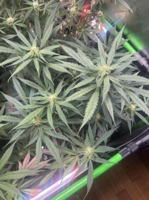 Cinderella „DisneyGrow“. Week 8