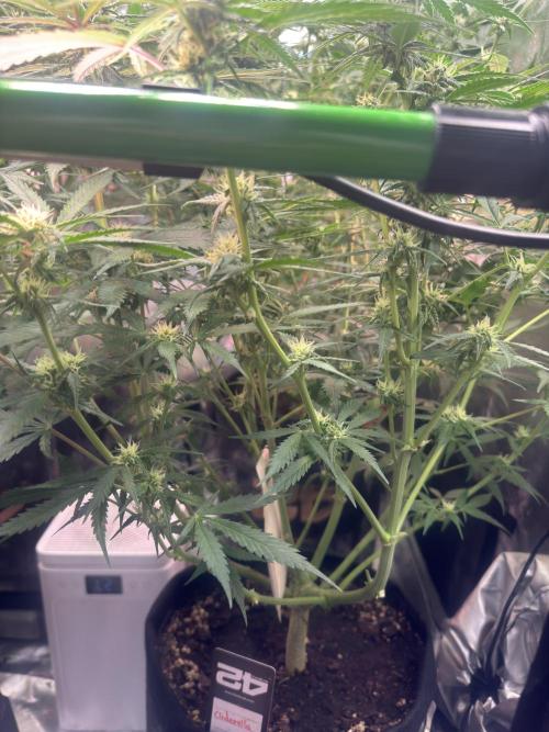 Cinderella „DisneyGrow“. Week 8