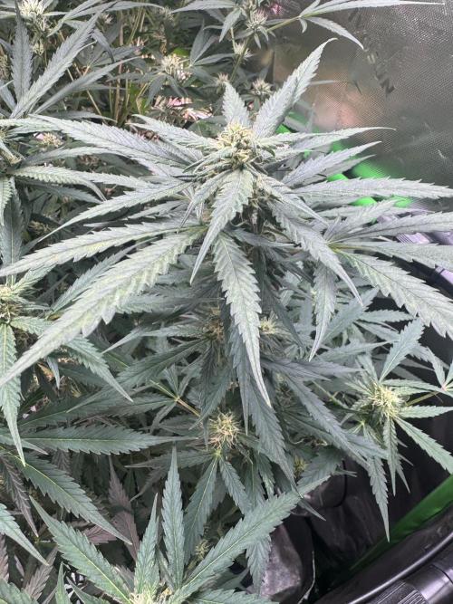 Cinderella „DisneyGrow“. Week 8