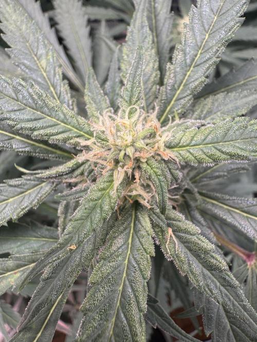 Grow Tent S336 36"x36"x72". Week 8
