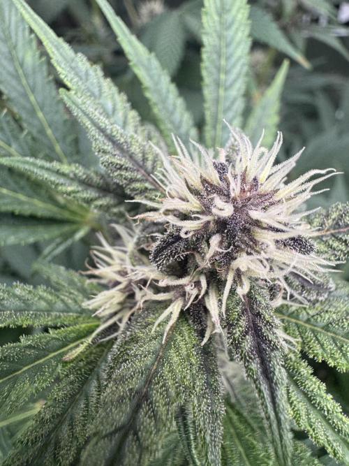 Tropicana Cookies. Week 8
