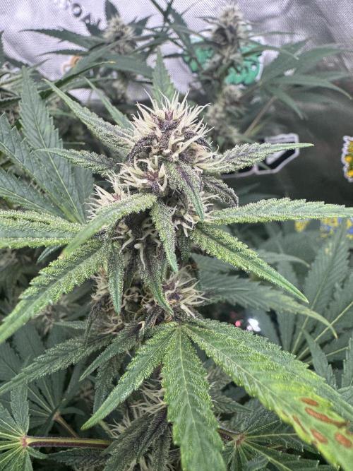 Tropicana Cookies. Week 8