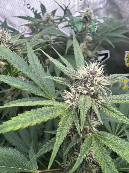 Tropicana Cookies. Week 8