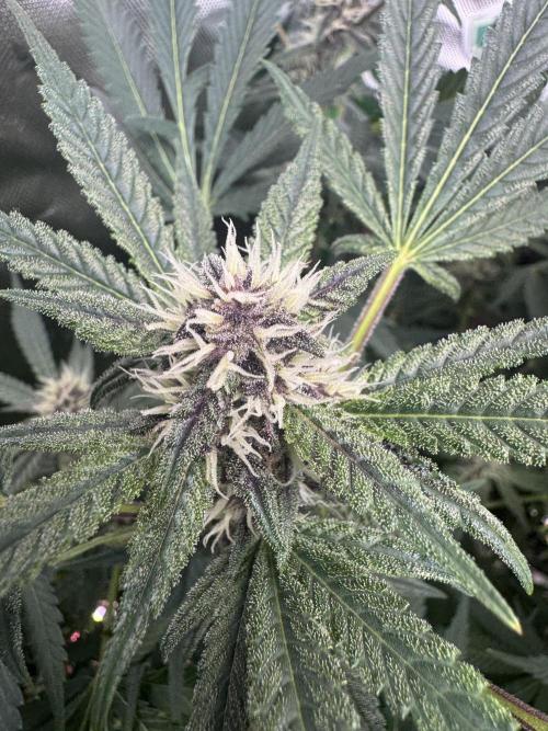 Tropicana Cookies. Week 8