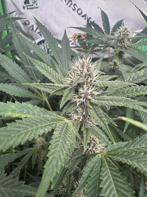 Tropicana Cookies. Week 8