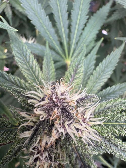 Tropicana Cookies. Week 8