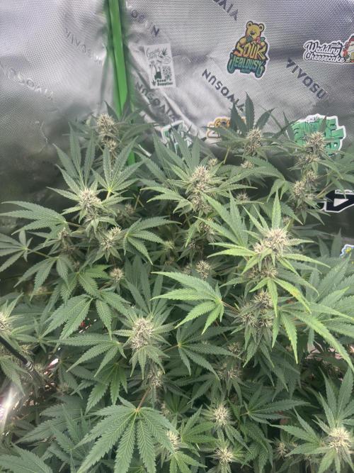 Tropicana Cookies. Week 8